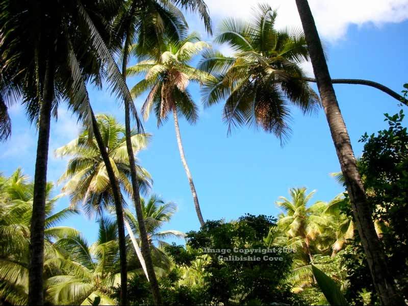 Calibishie Cove Hotel Exterior foto